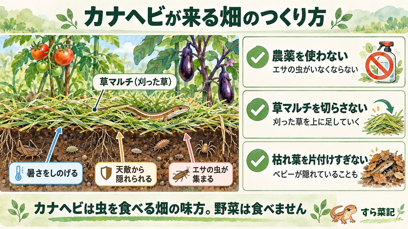 カナヘビが来る畑のつくり方:草マルチが隠れ家になる仕組みと3つのコツ
