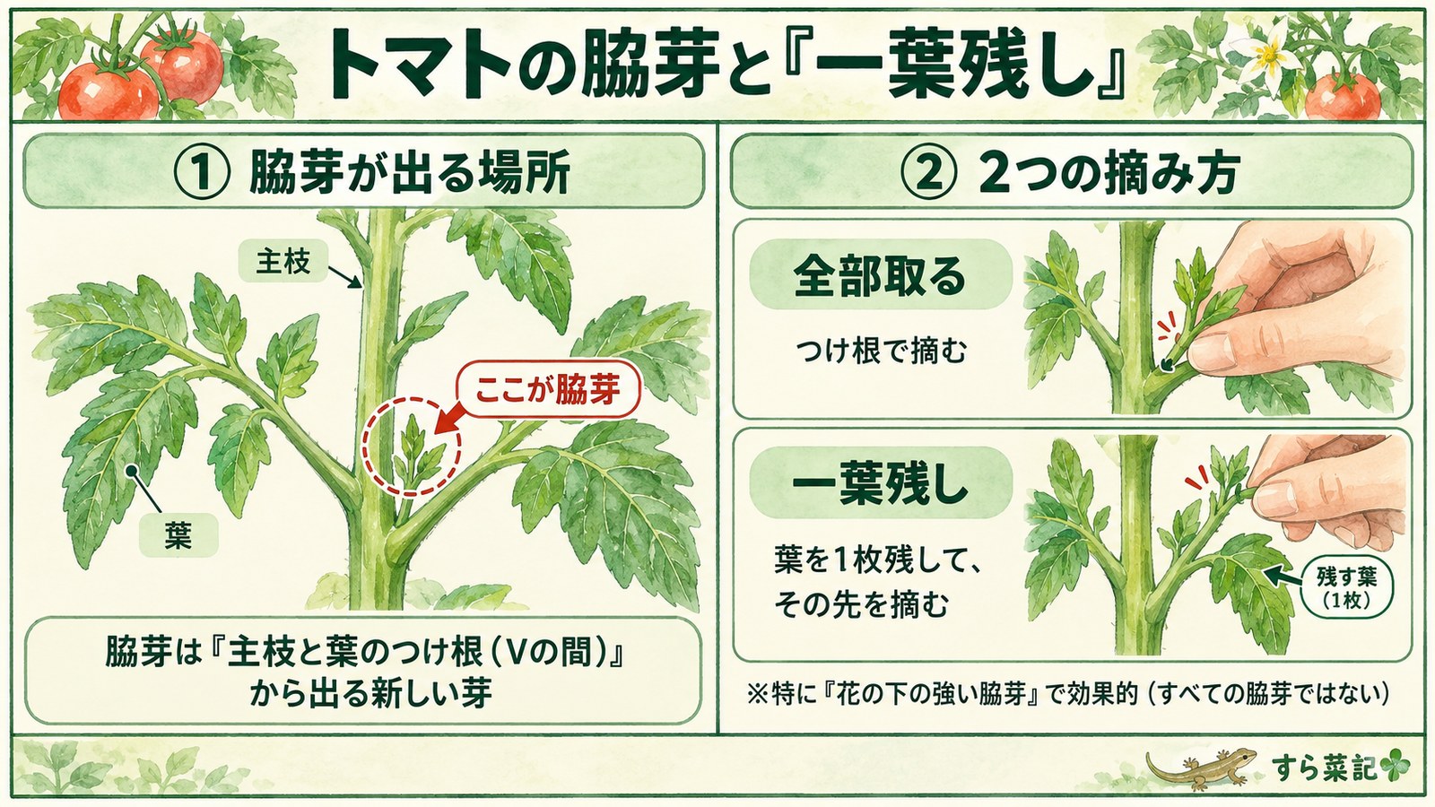 トマトの脇芽の位置と、全部取る・一葉残しの2つの摘み方の図解