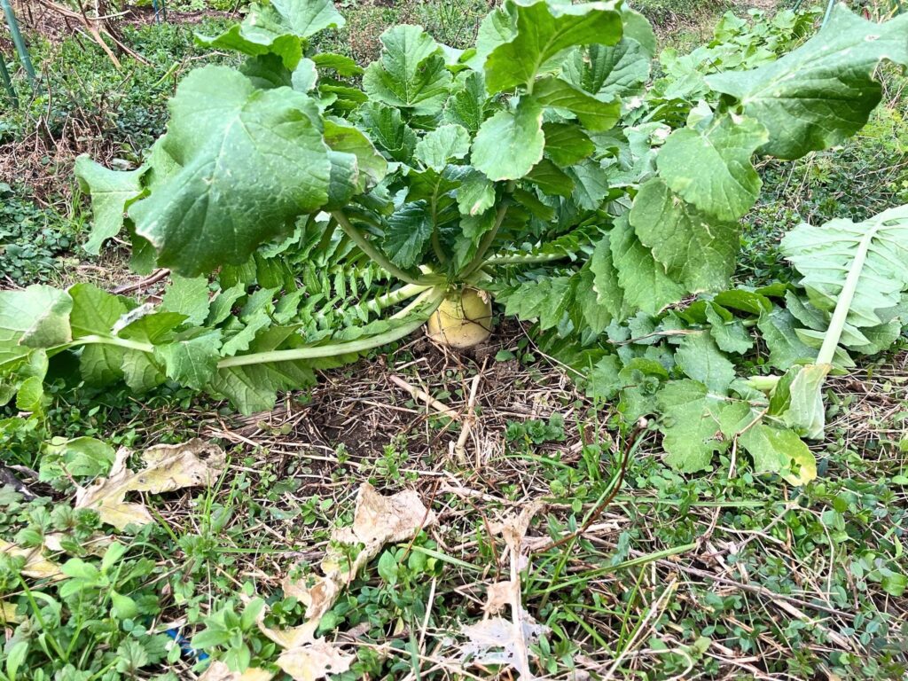 草マルチの畝で冬を越す大根