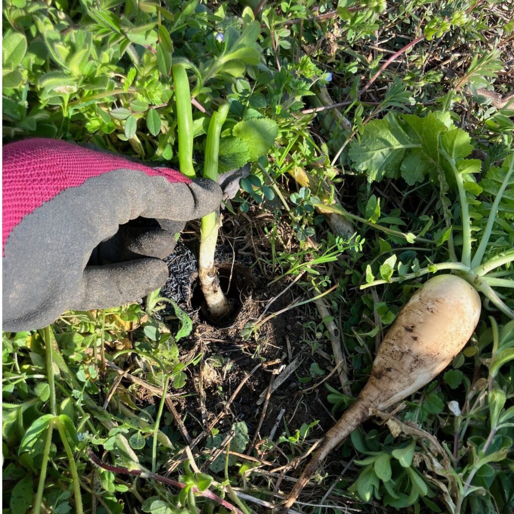 抜いた大根の穴にネギを植えているところ